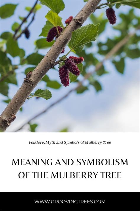 mulberry symbolism.